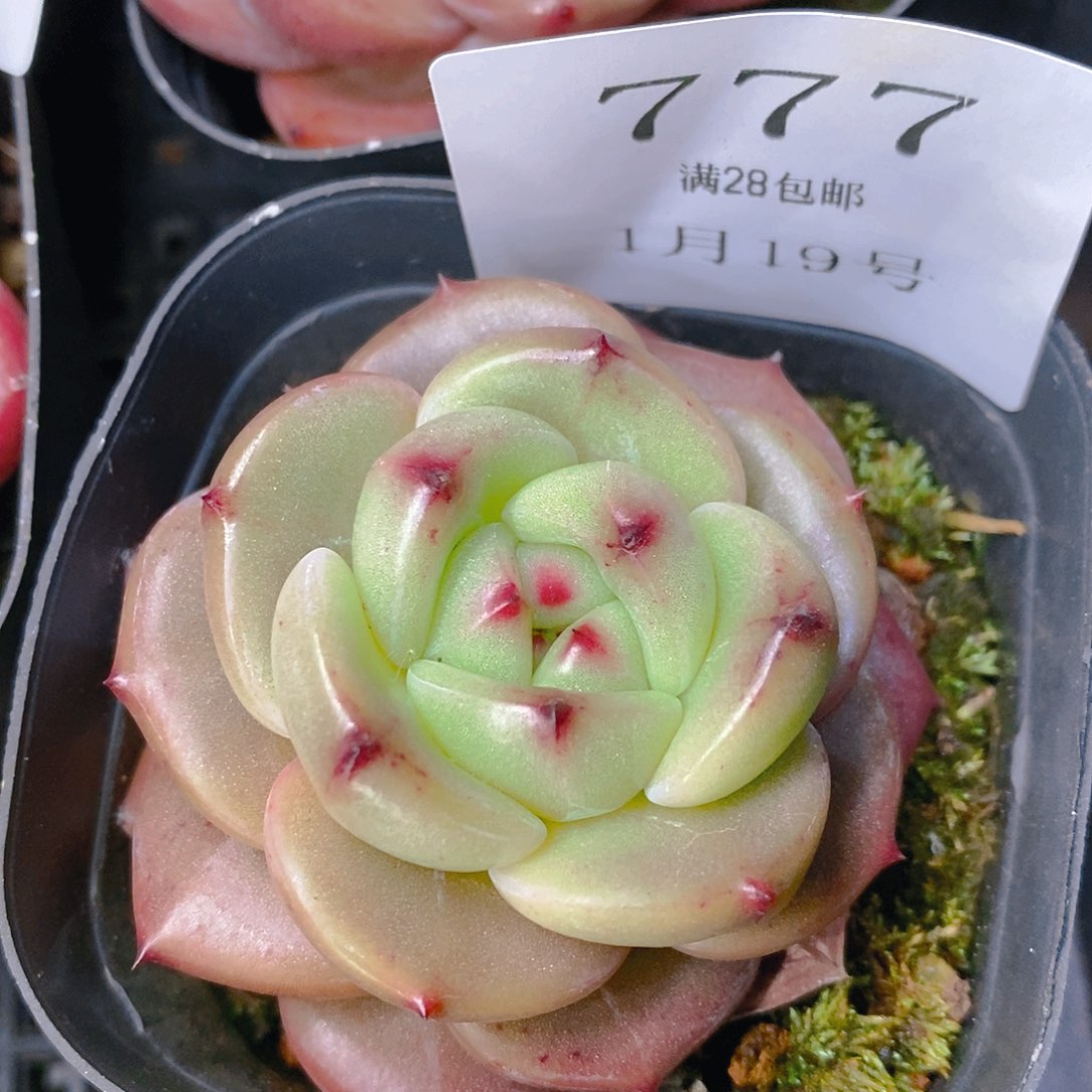 【闪购商品】云777