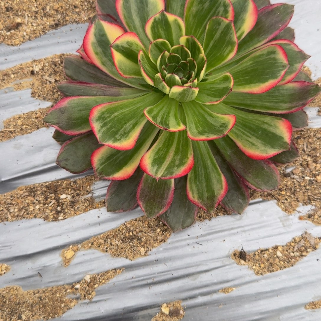 L***p849月华。多肉植物