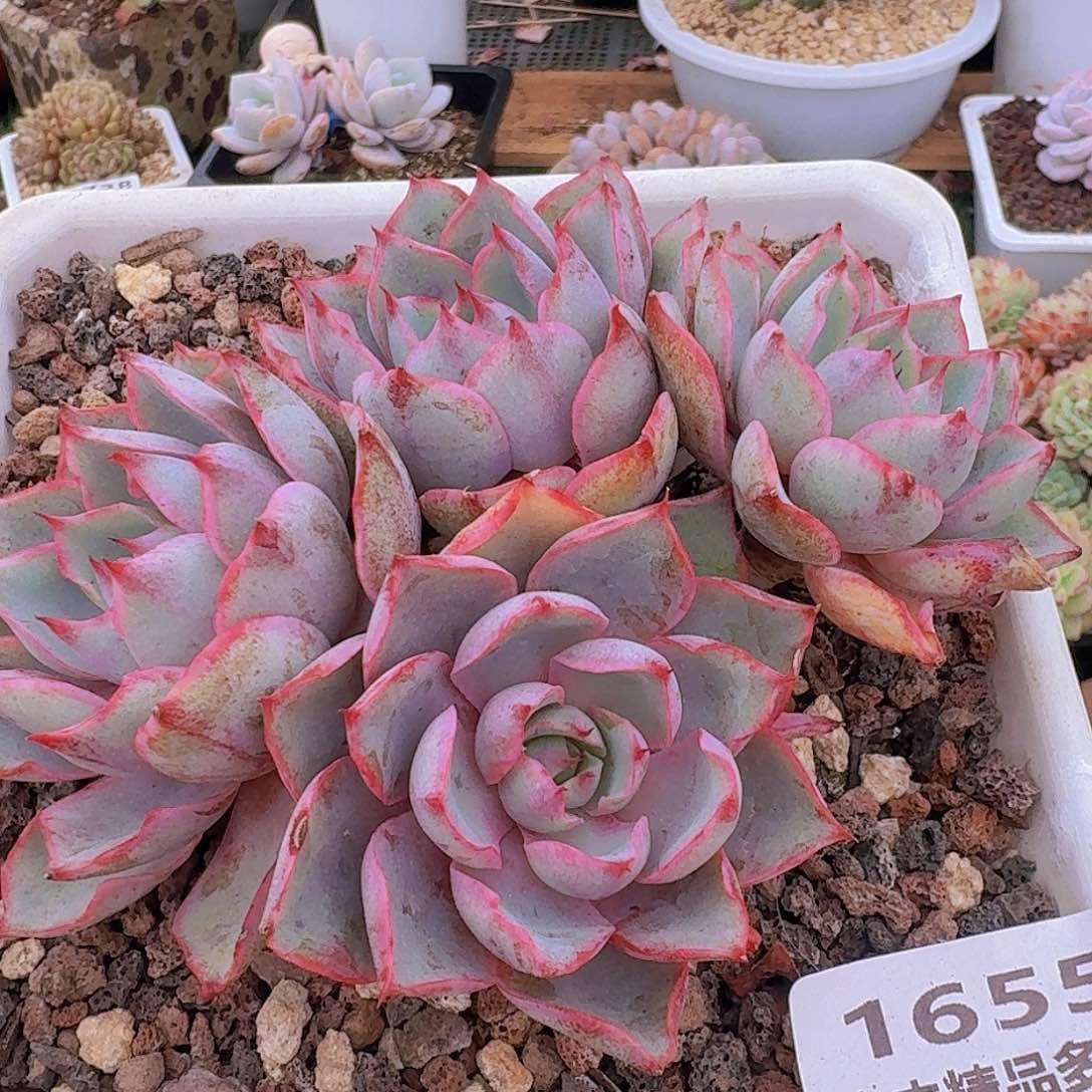 1655一物一拍（满28包邮）