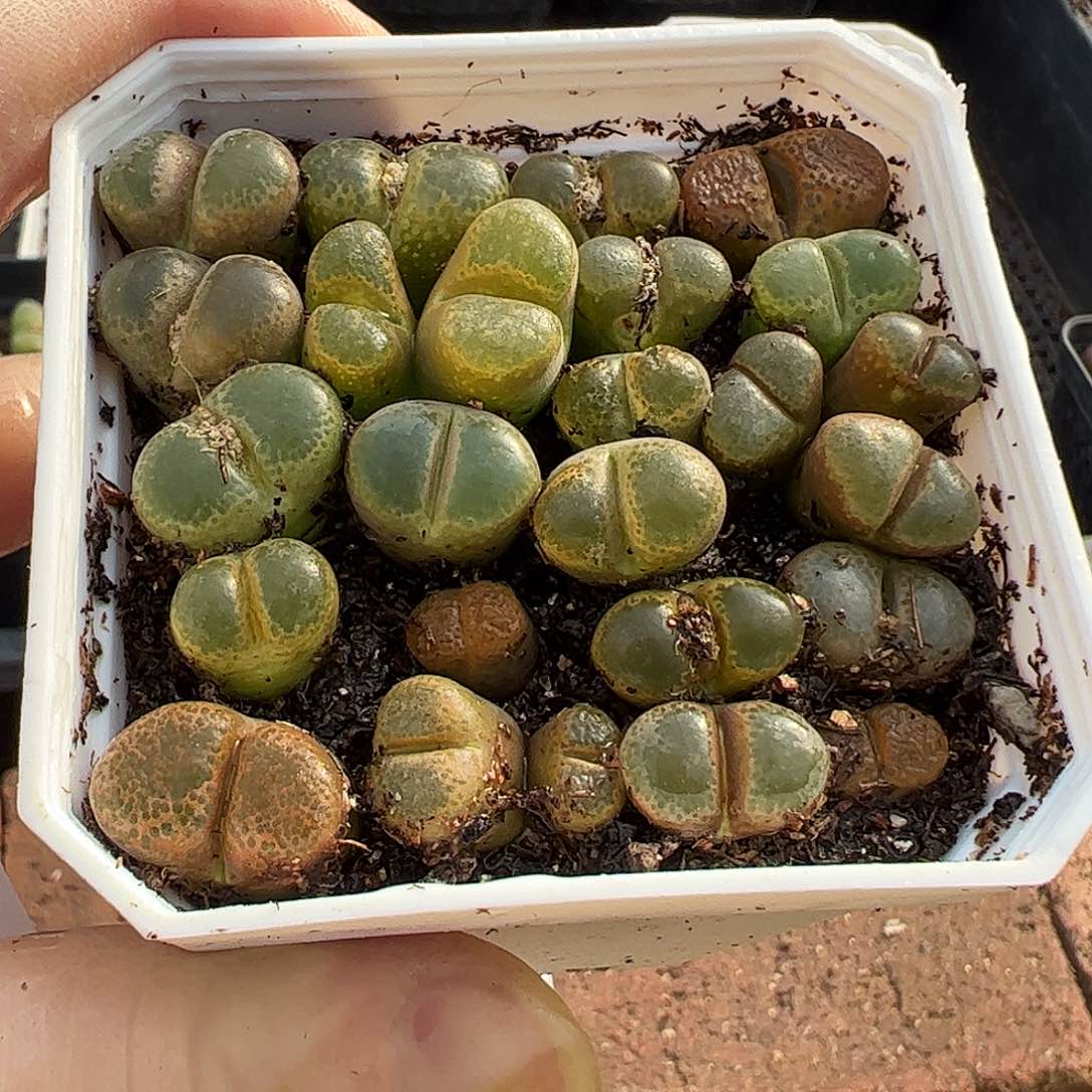 整盆出风铃彩拼………………………