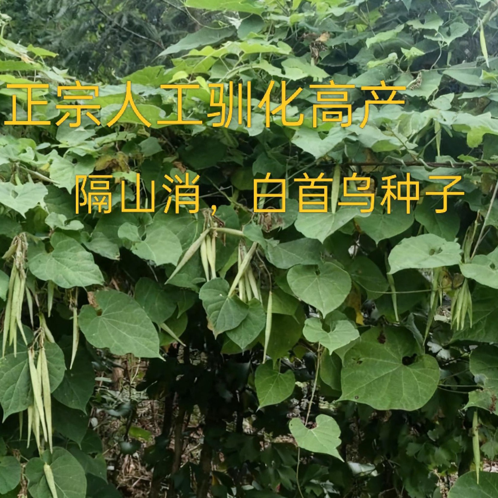 2025年产新正宗人工驯化高产隔山消，白首乌种子出苗率高。