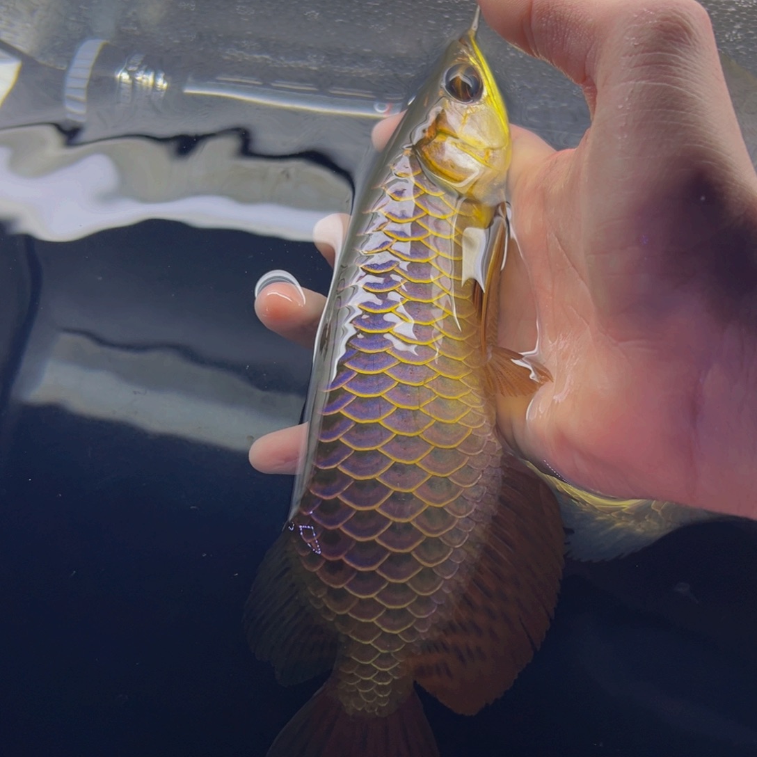 海水鱼热带鱼观赏鱼金龙鱼