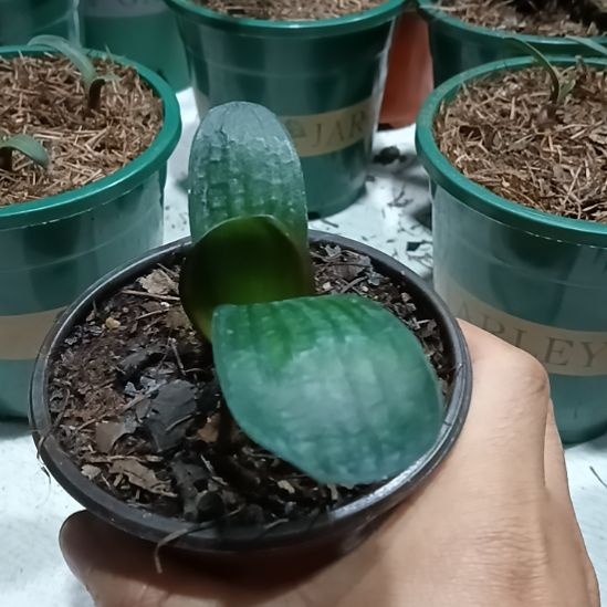 平***安无花朵君子兰小苗君子兰小苗君子兰小苗