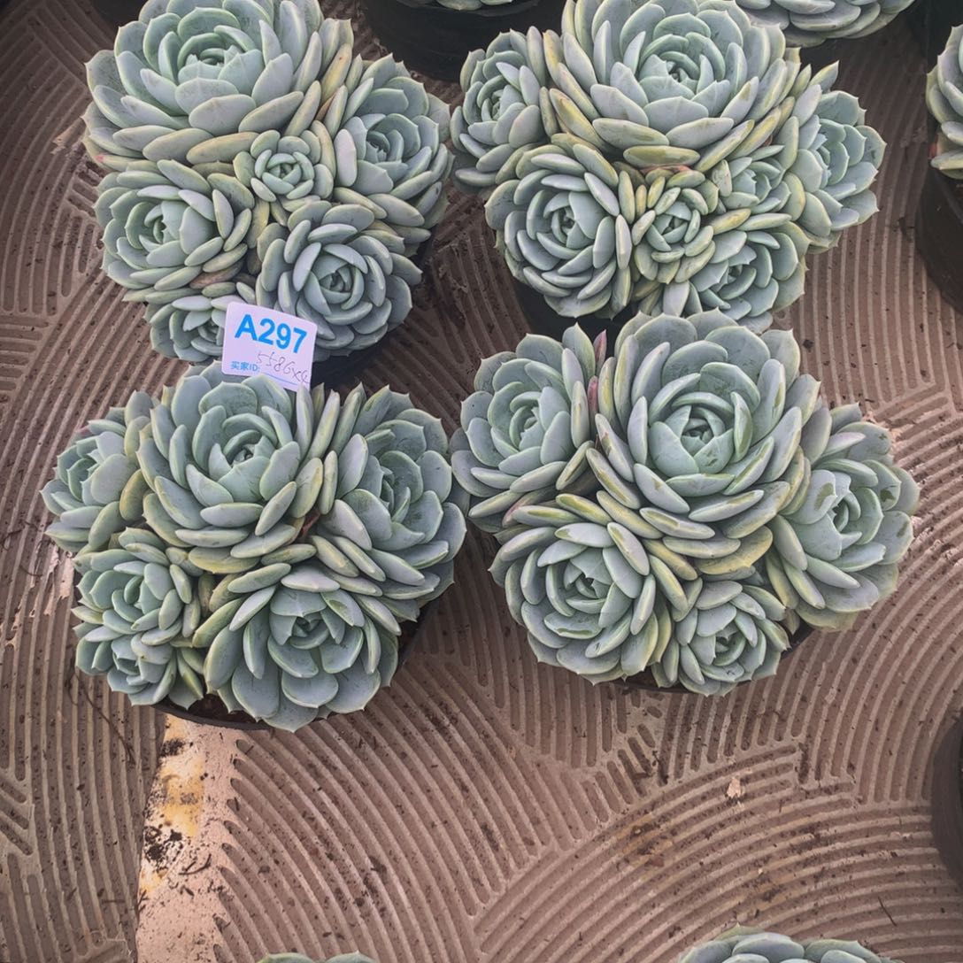 简***单劳林群生多肉植物