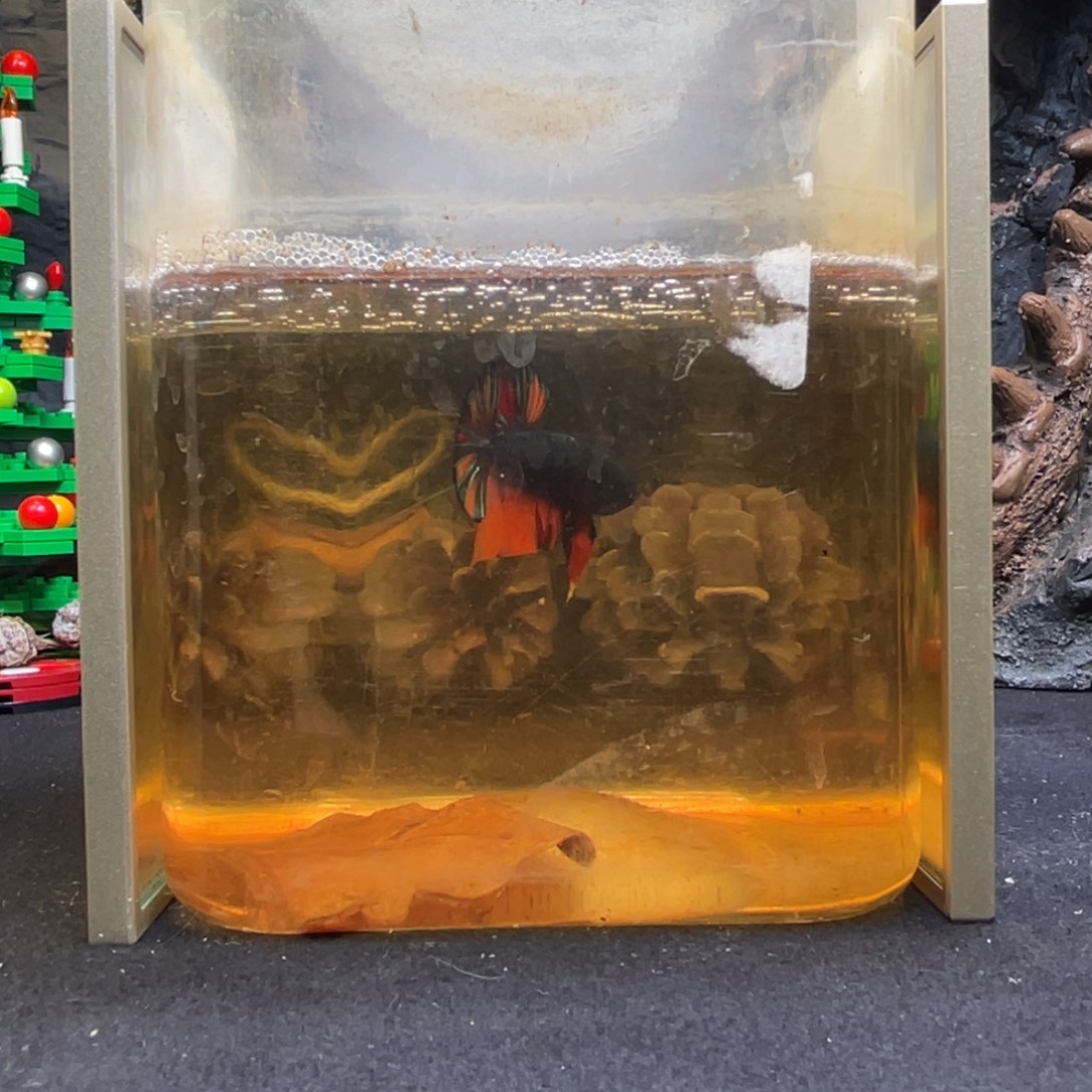 斗鱼十二月二十九竞价