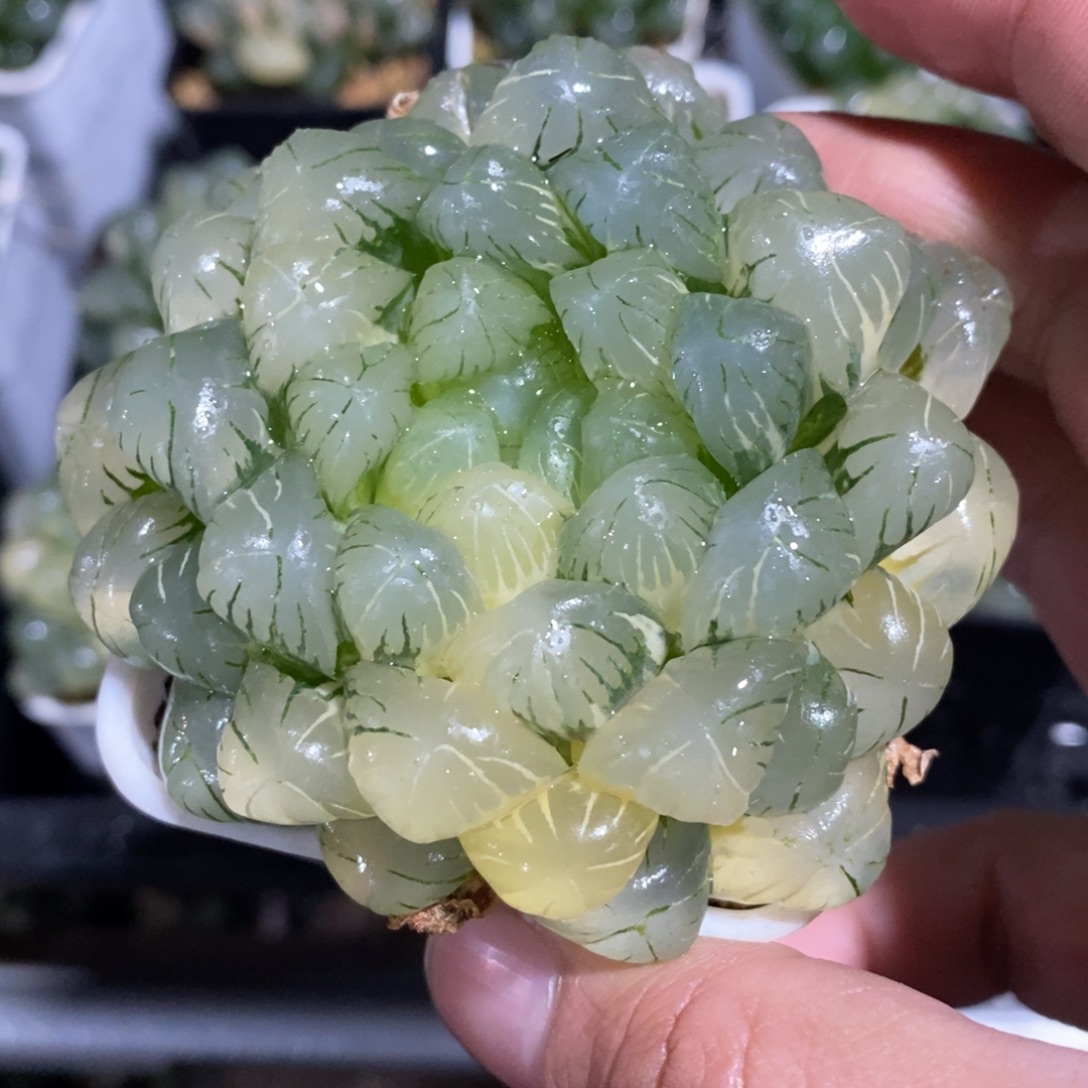 一颗湖水玉露锦 元旦福利