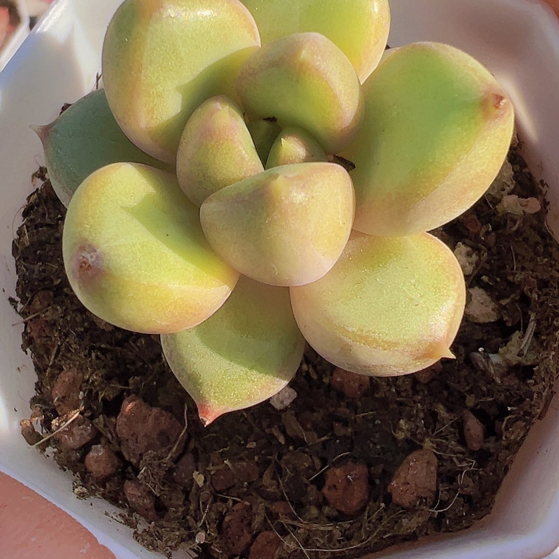 圆叶象牙19包邮多肉植物