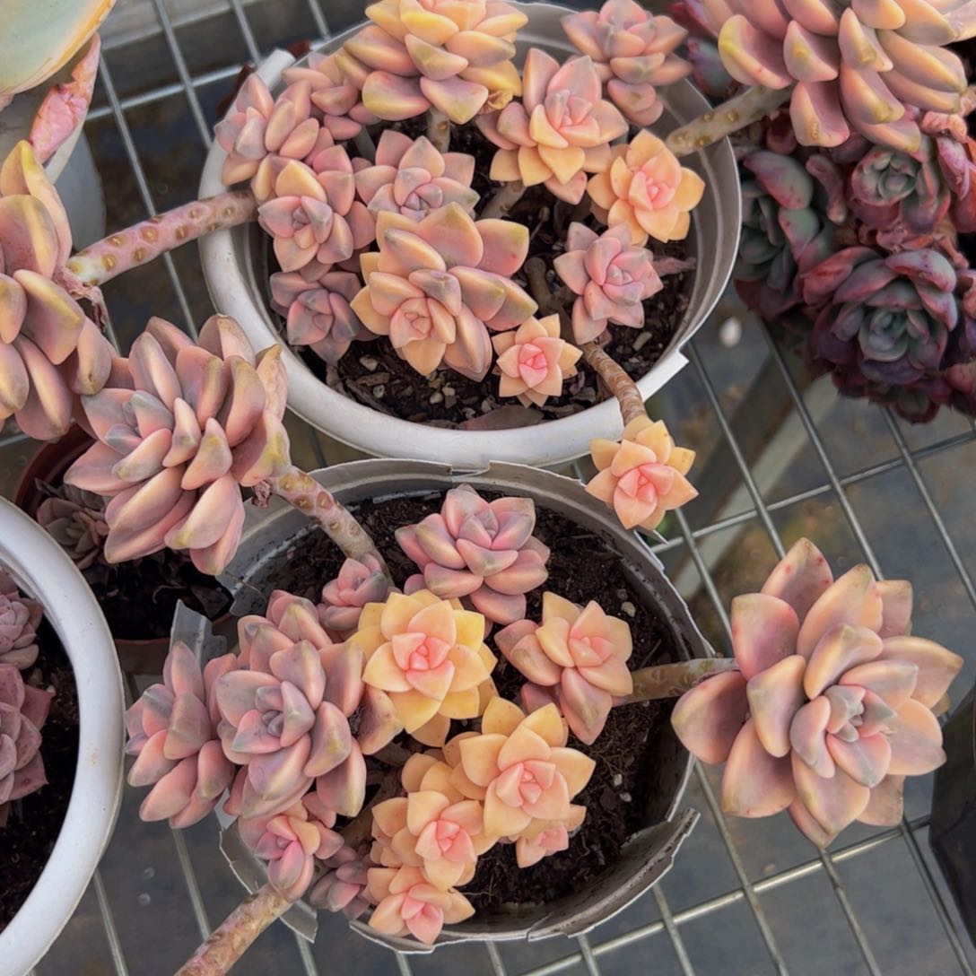 美杏锦两盆多肉植物