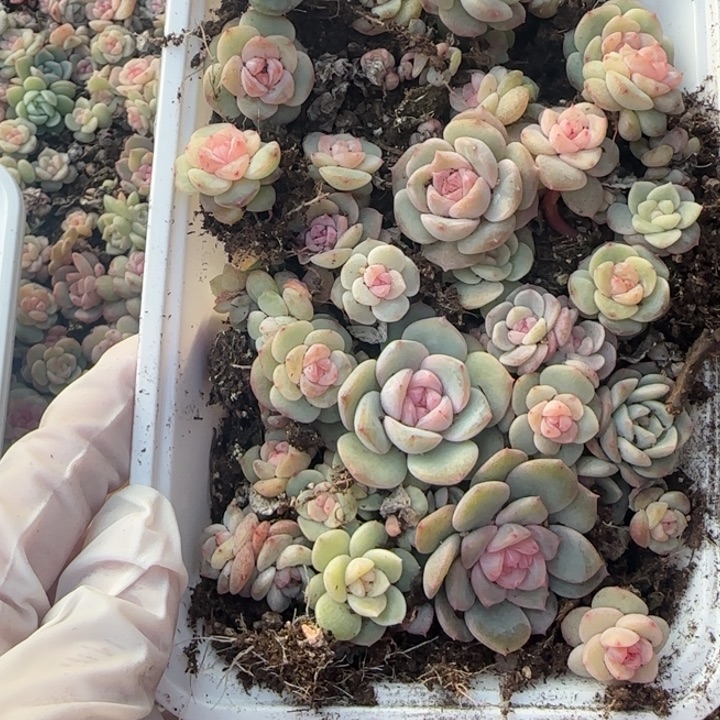 川****51 号王者系列多肉一盒