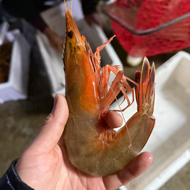  【私人链接】威海海鲜/鱼/虾/no退 no换/顺丰包邮