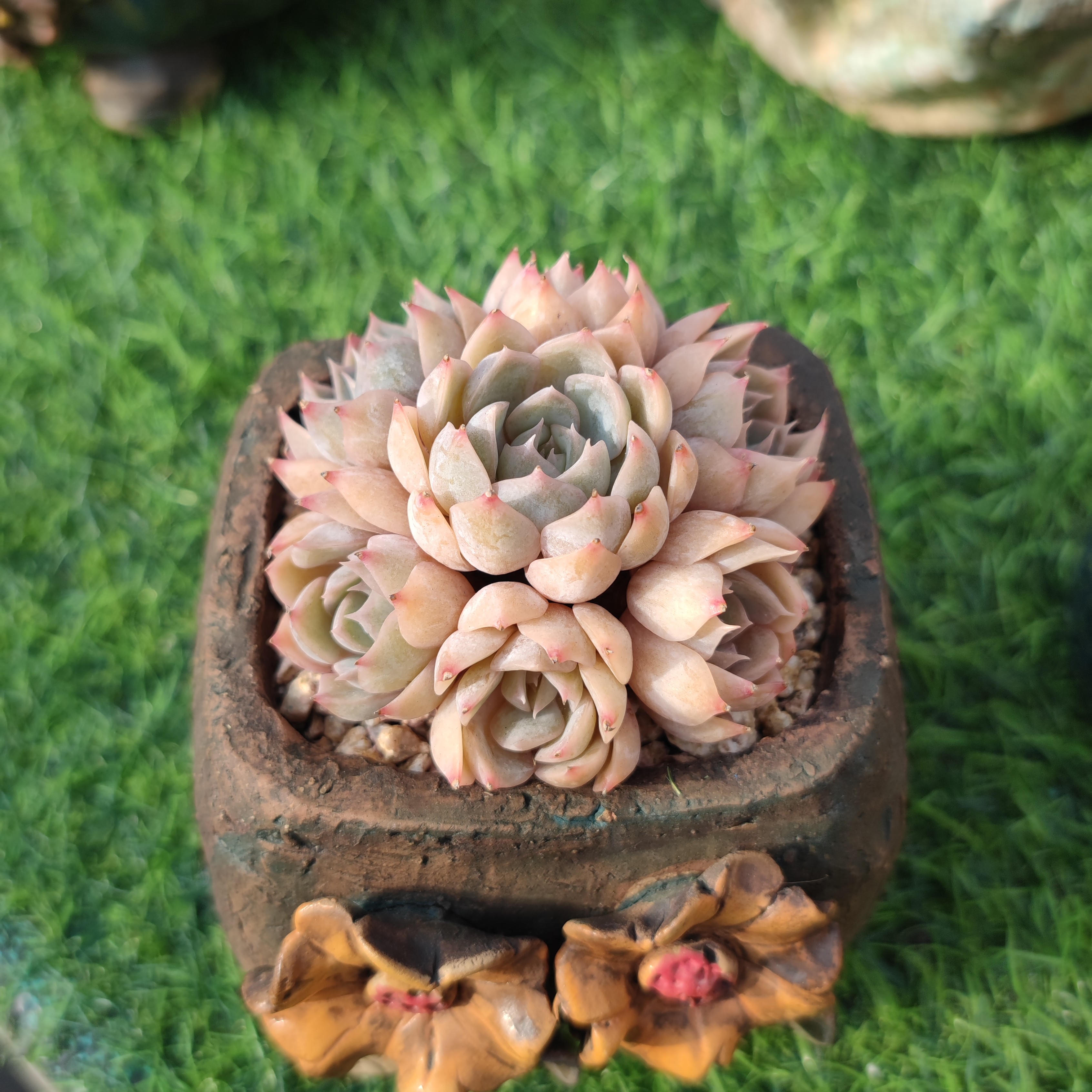 多肉植物 菲奥娜-4