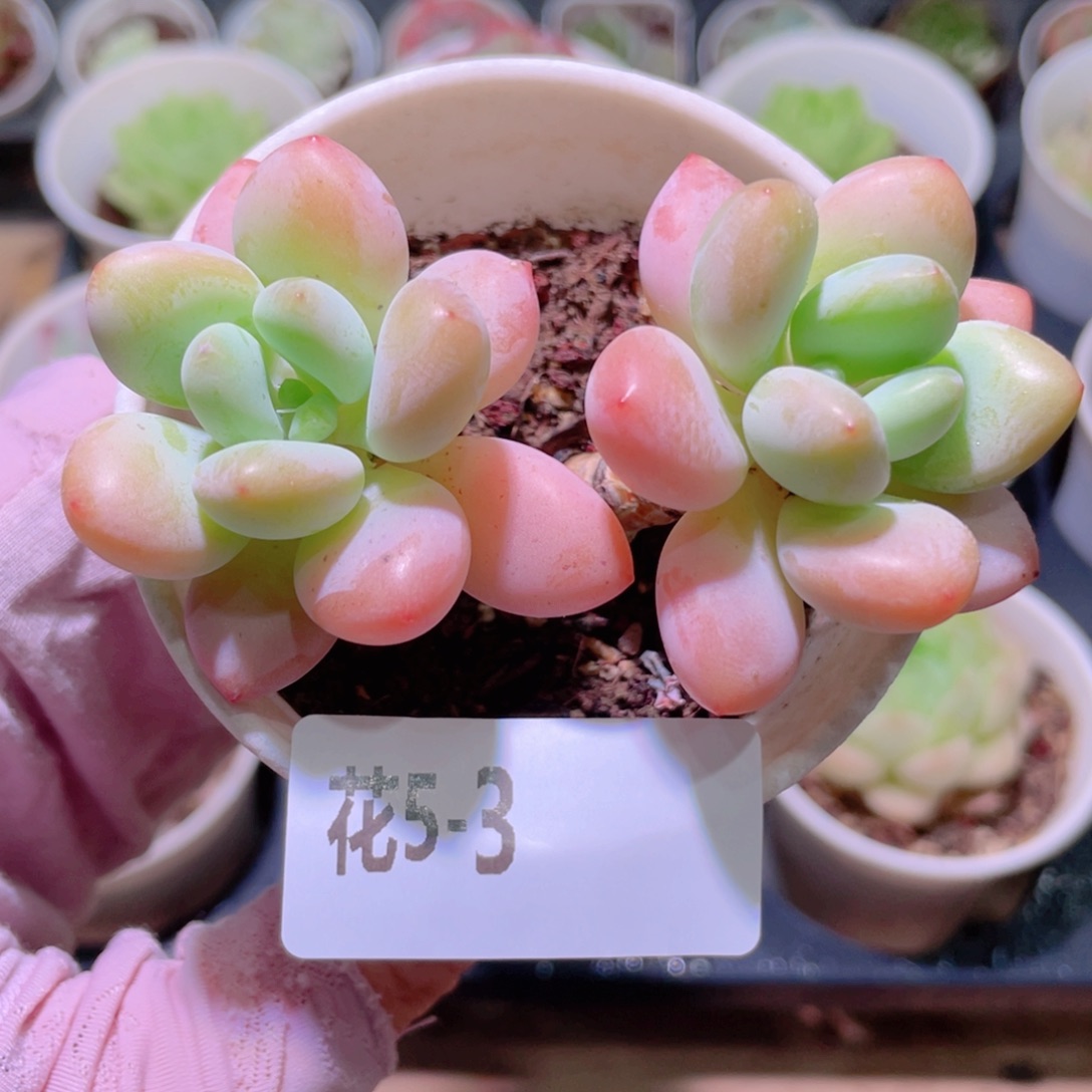 花利美5-3洛神双头