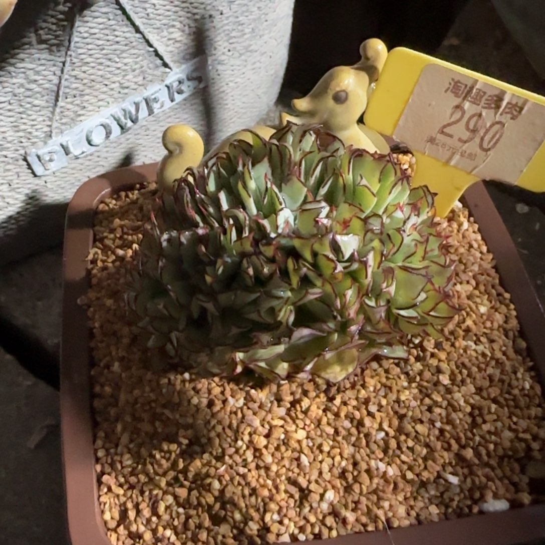 多肉植物原始健身诺娃计划