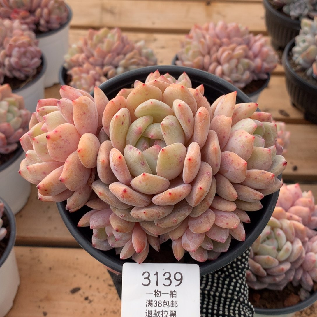 14厘米六头橙梦露3139