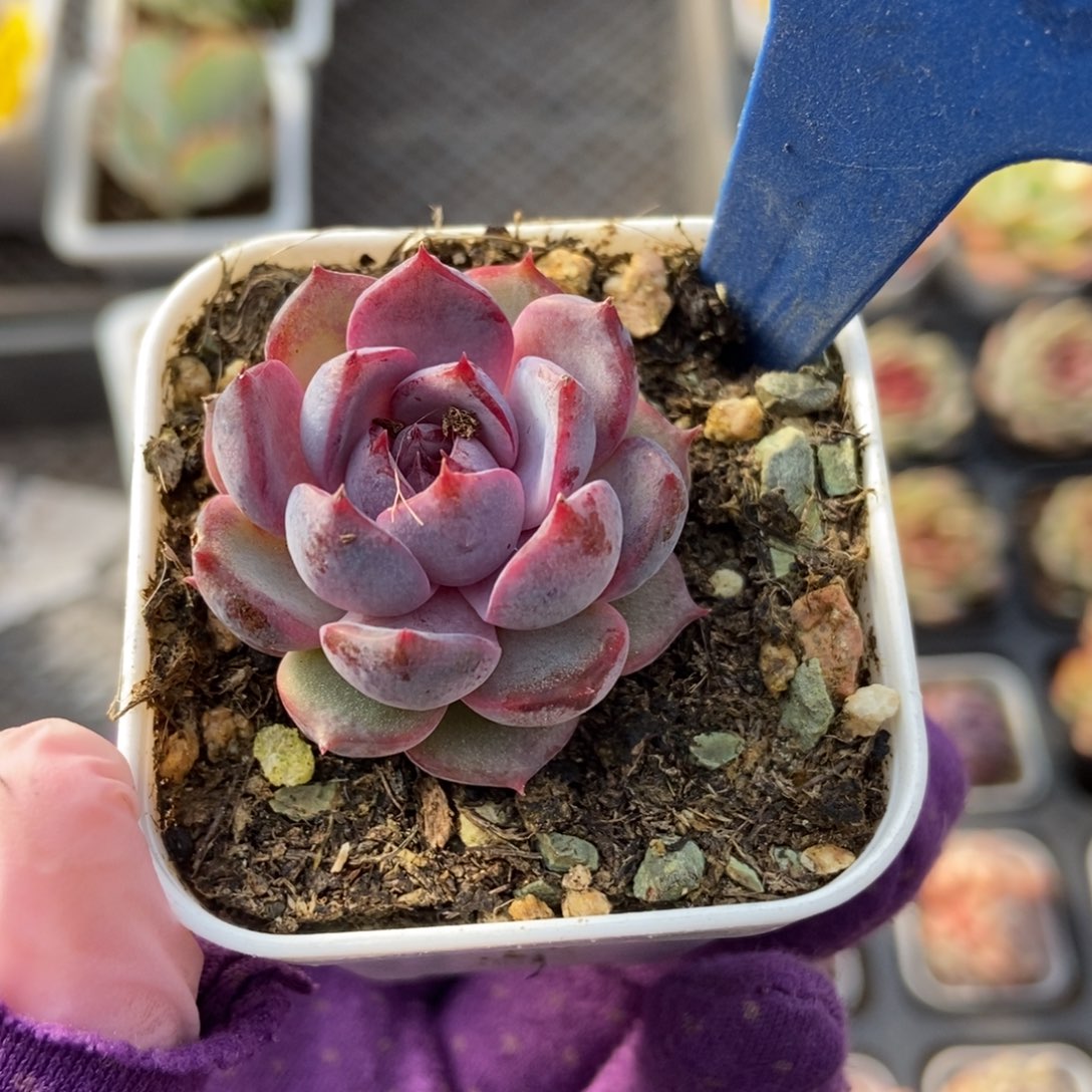 10蓝莓多肉植物保护