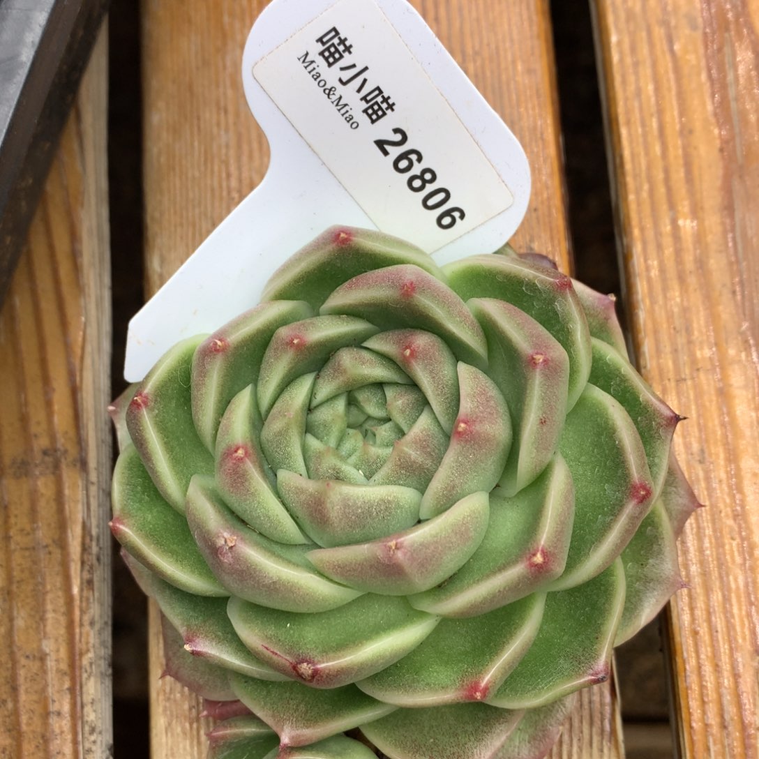 李*?多肉植物麦秆珍妮