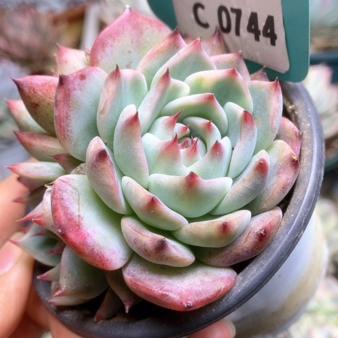 C744锦锦锦锦锦锦锦