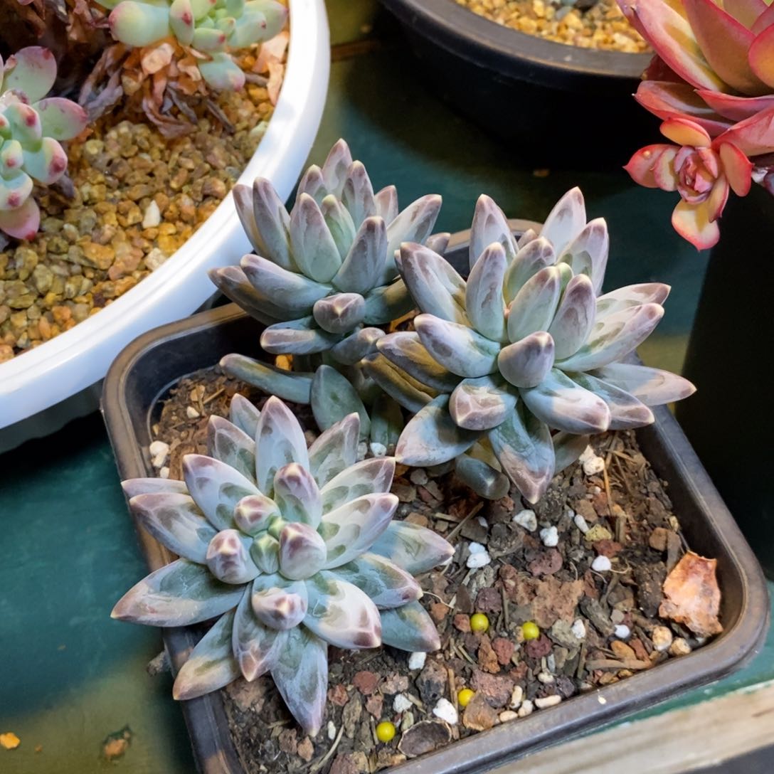 C****多肉乌拉克拉，1234567894