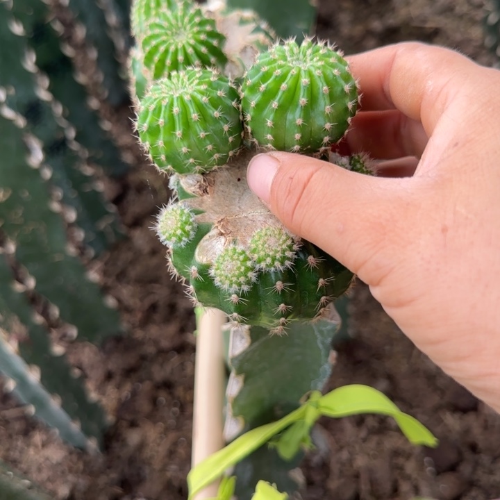 小油菜无根菜蚜两公分左右嫁接用