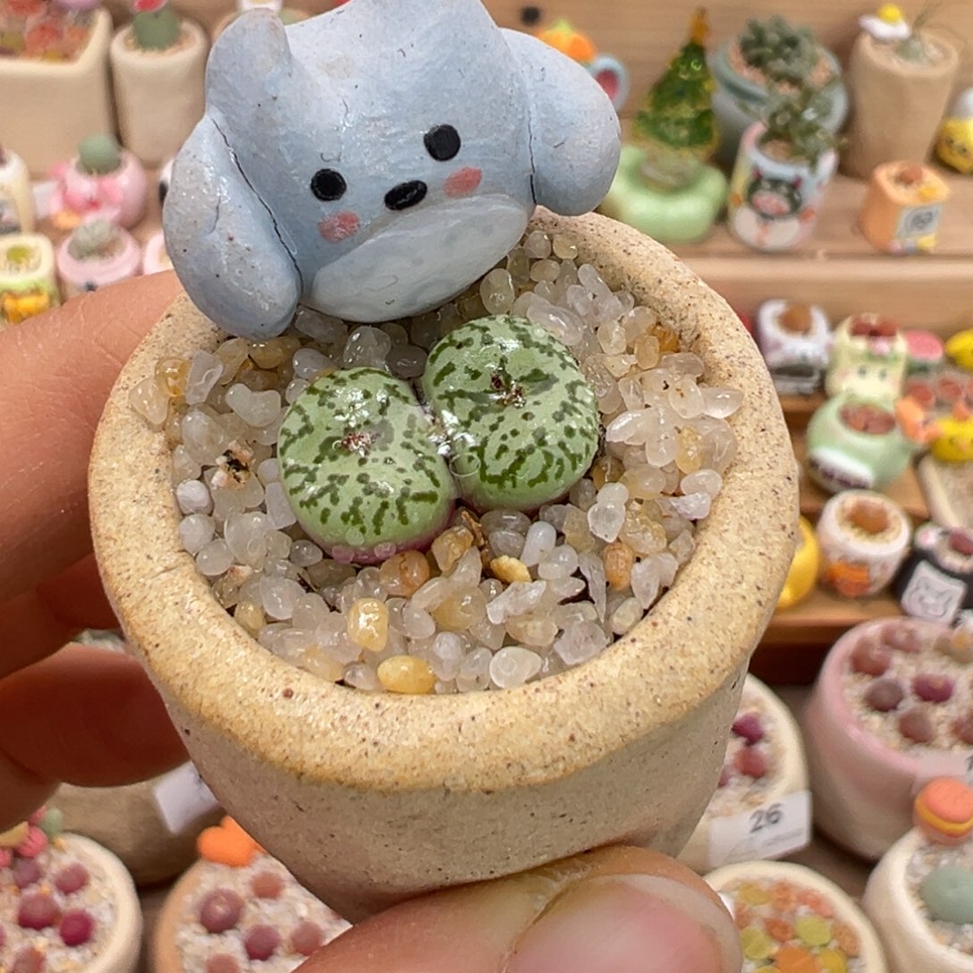 多肉植物55号安贞