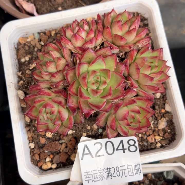 幸运的是我的朋友们