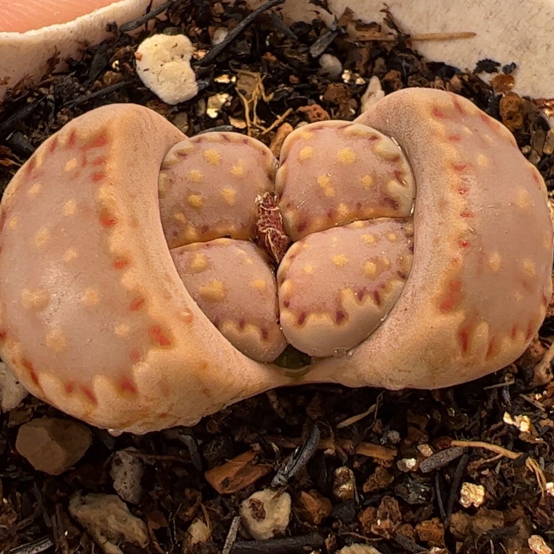 436多肉植物百科