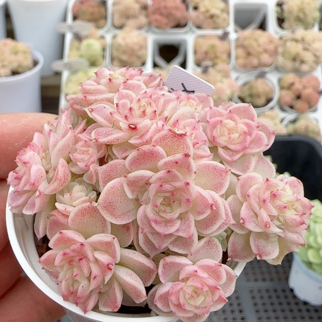 【闪购商品】0208-69（xpp-277）