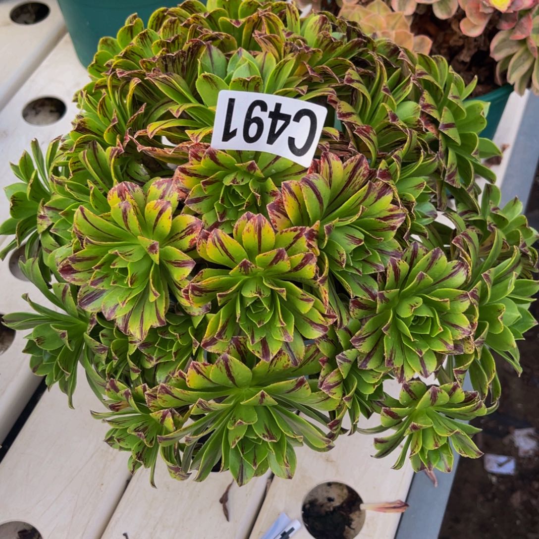 必火法师7/////44包邮