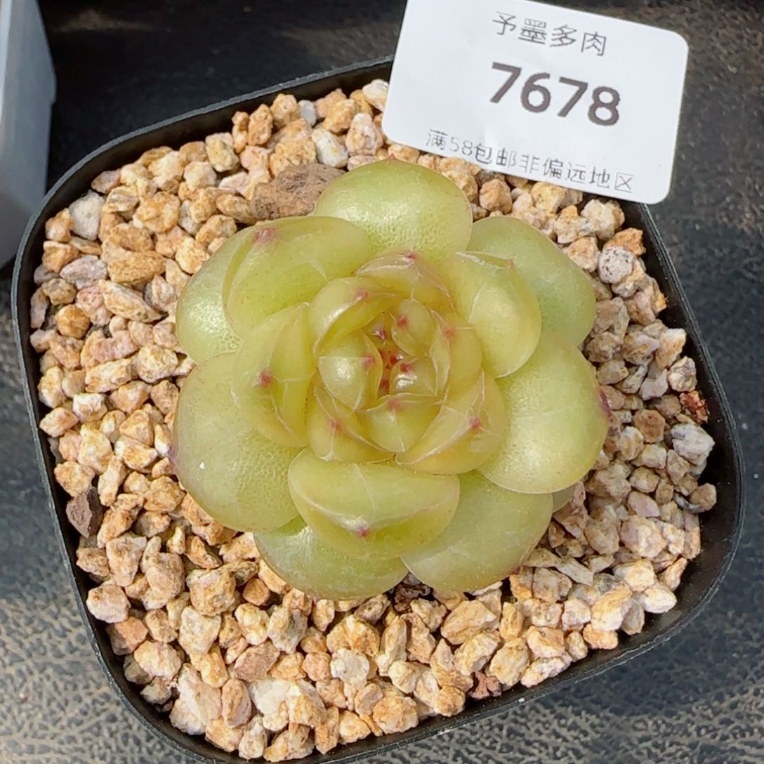 黄珍妮，7678多肉