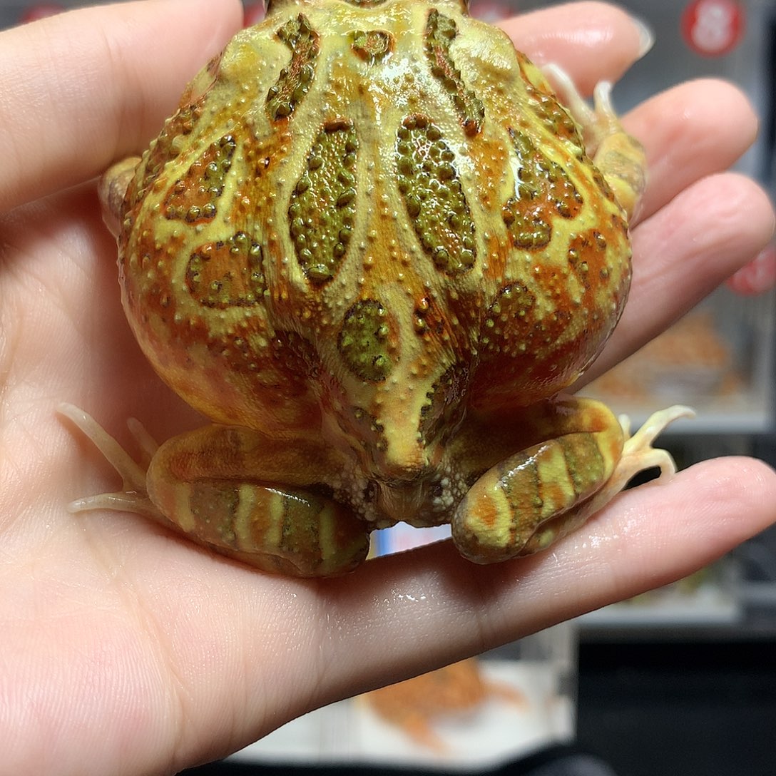 角蛙3674原色原色
