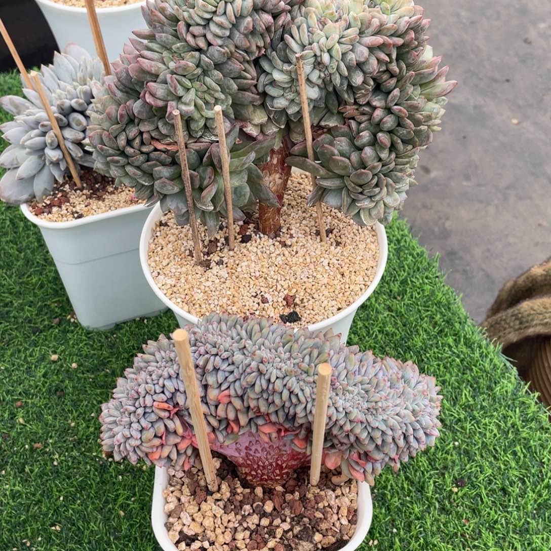 太***阳800（450星影缀+350全明星缀）-80=720