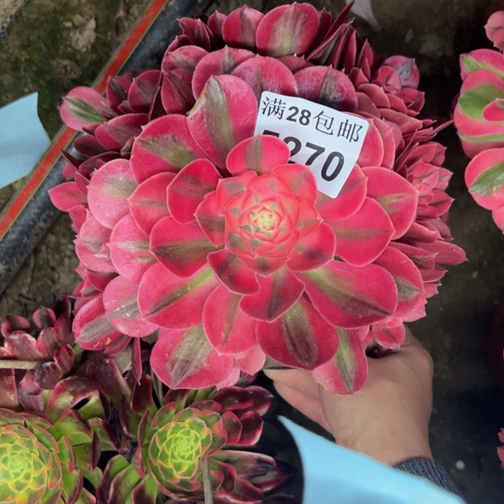 5270女巫多肉植物