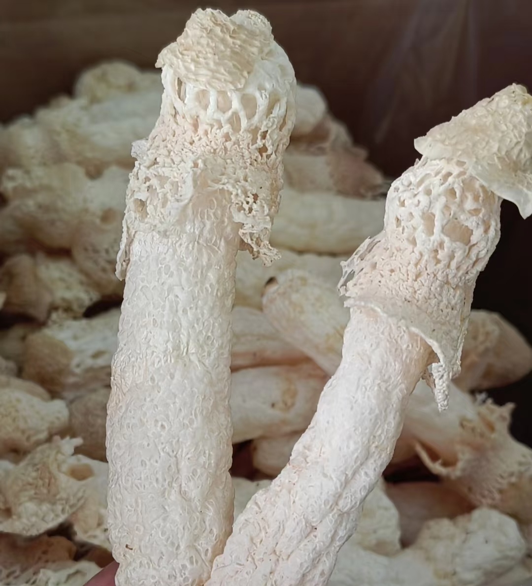 竹荪云南农家好物