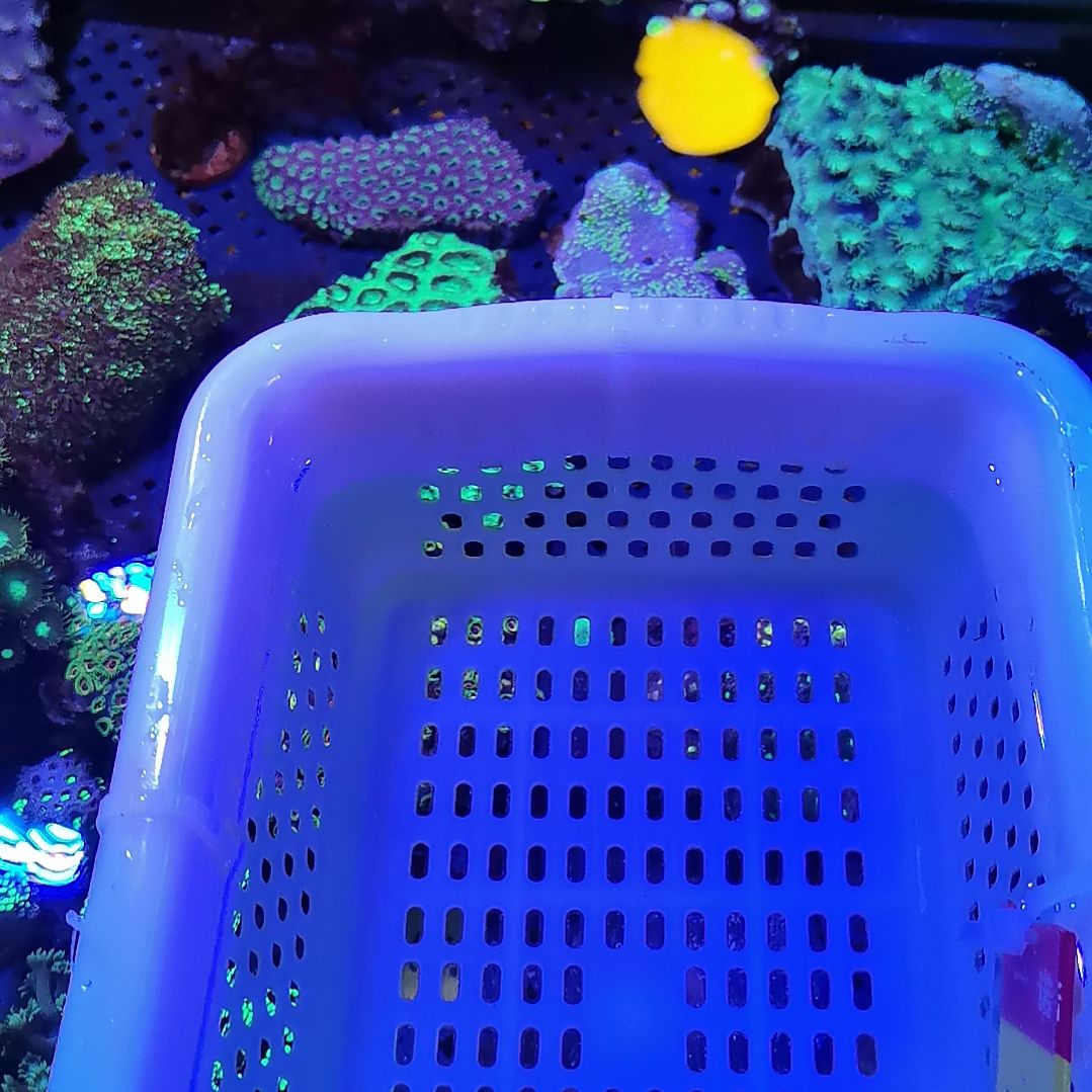 纽扣珊瑚1082套餐