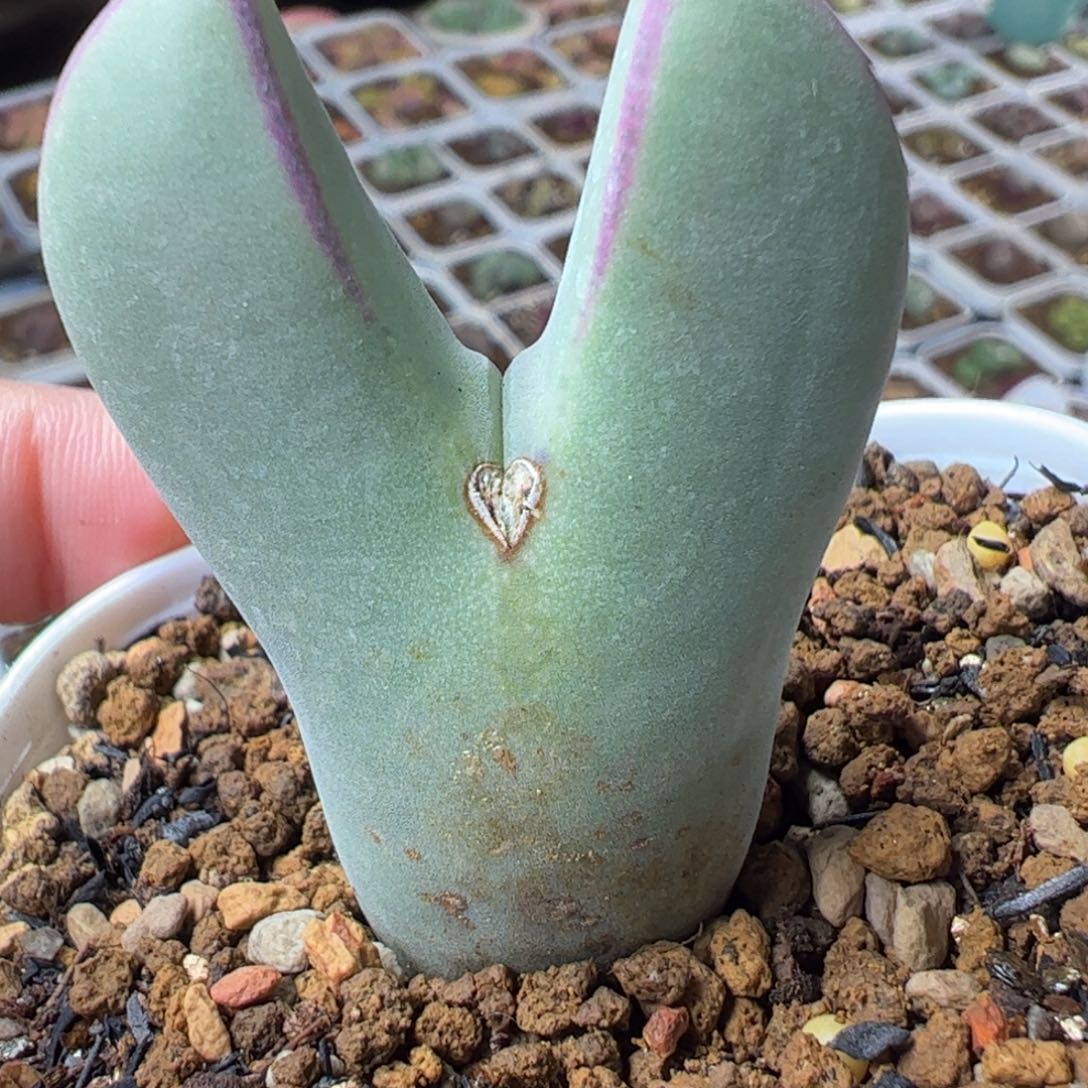 多肉植物百科361