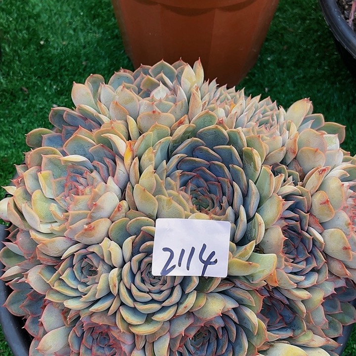 抱*猎户座群2114