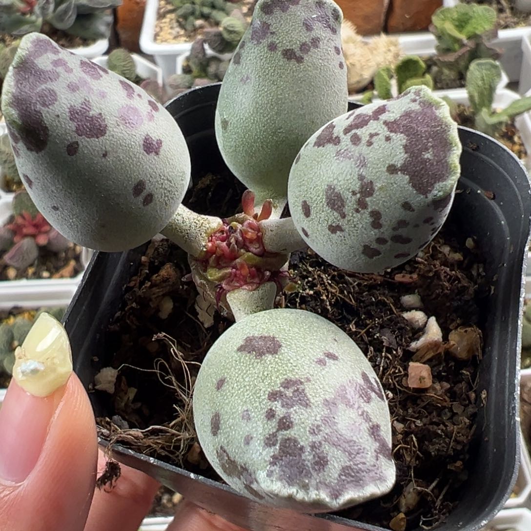 丸叶海豹单头纯木质桩多肉植物