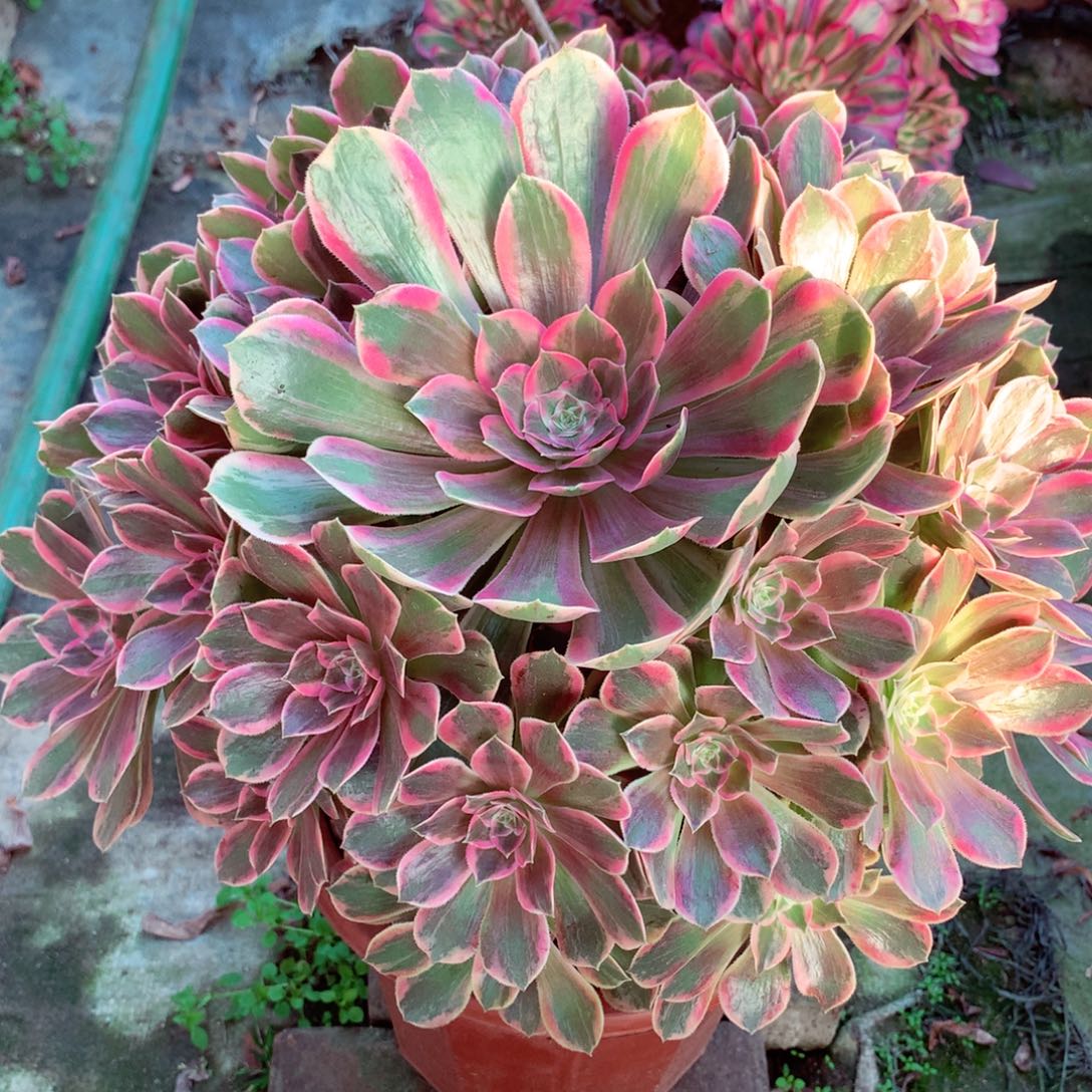 浣纱捧花，多肉植物