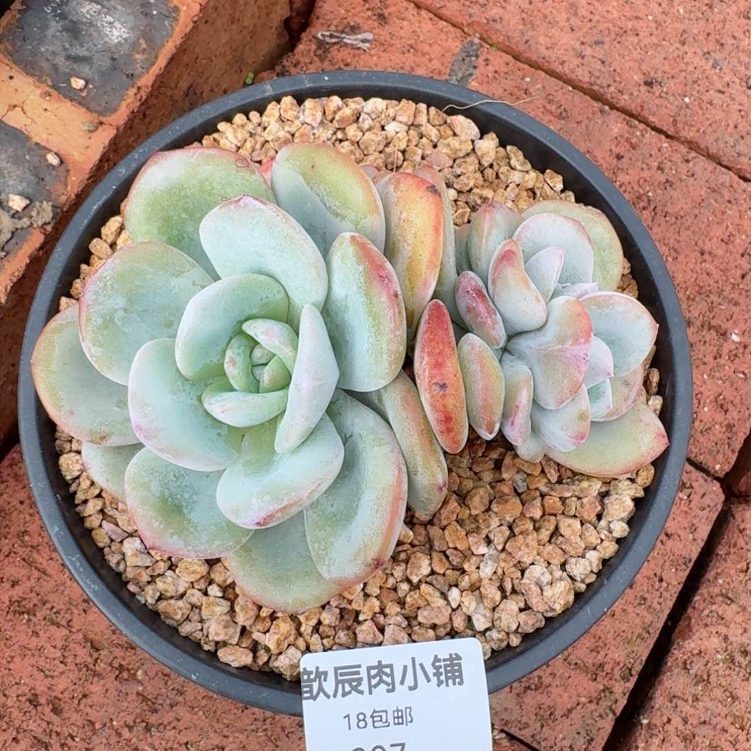 诺*多肉植物  207  奶茶