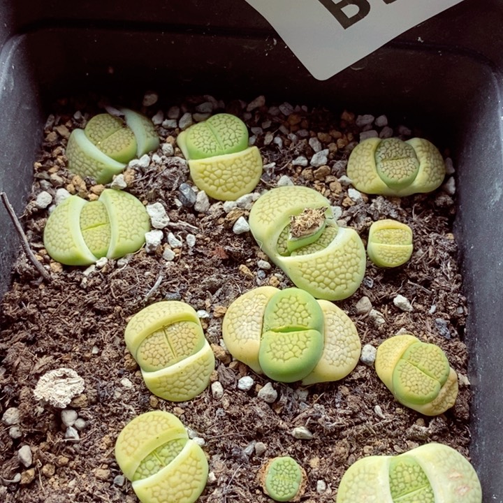 我是一只小小鸟地域鬼的590