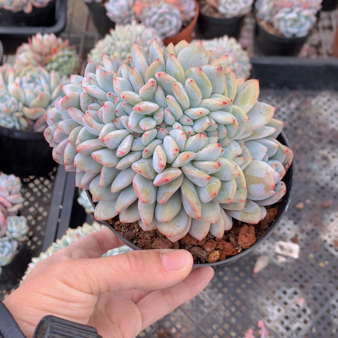 @*纯345缀上不嗯嗯嗯嗯知道