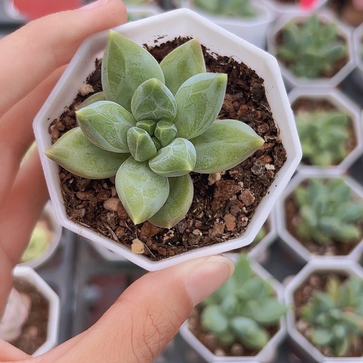 精品乌拉克拉多肉植物