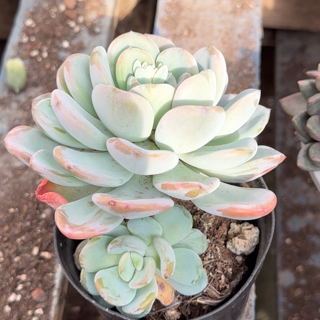 奥橙一物一拍包装收缩花旱