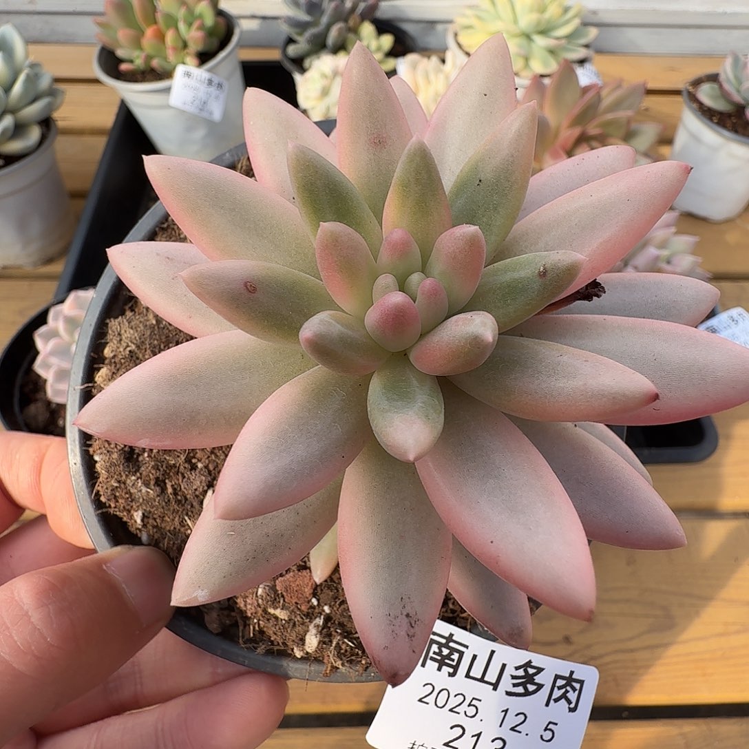 蜜桃啵啵111125-213