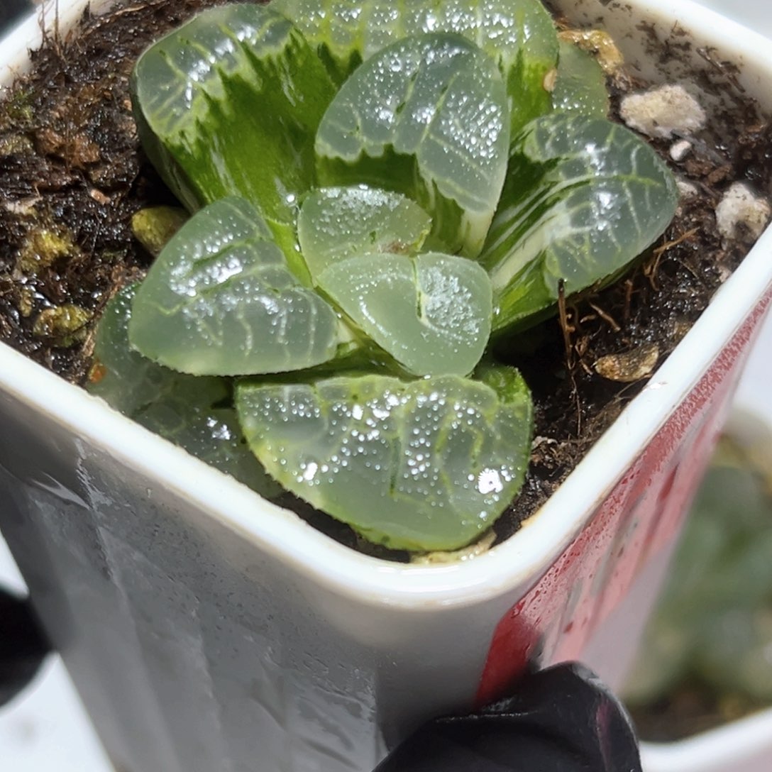 ****张恭喜发财大吉大利0671