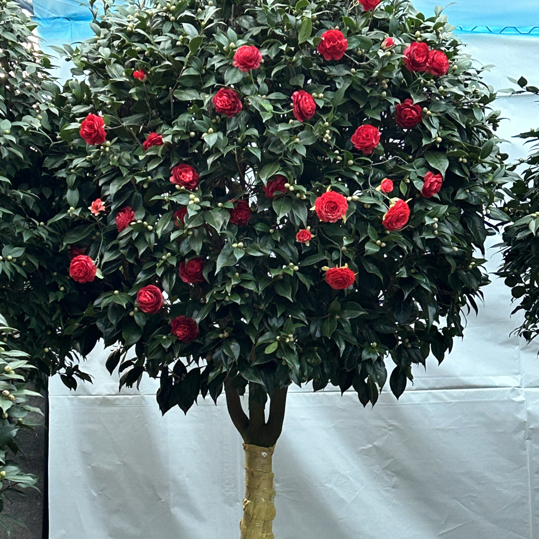 红赤丹茶花树苗带花苞耐寒花卉室内外绿植盆栽四季开花好养活