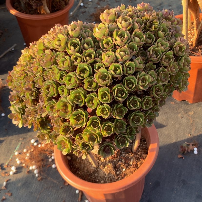 【闪购商品】特价瑕疵万朵朵01