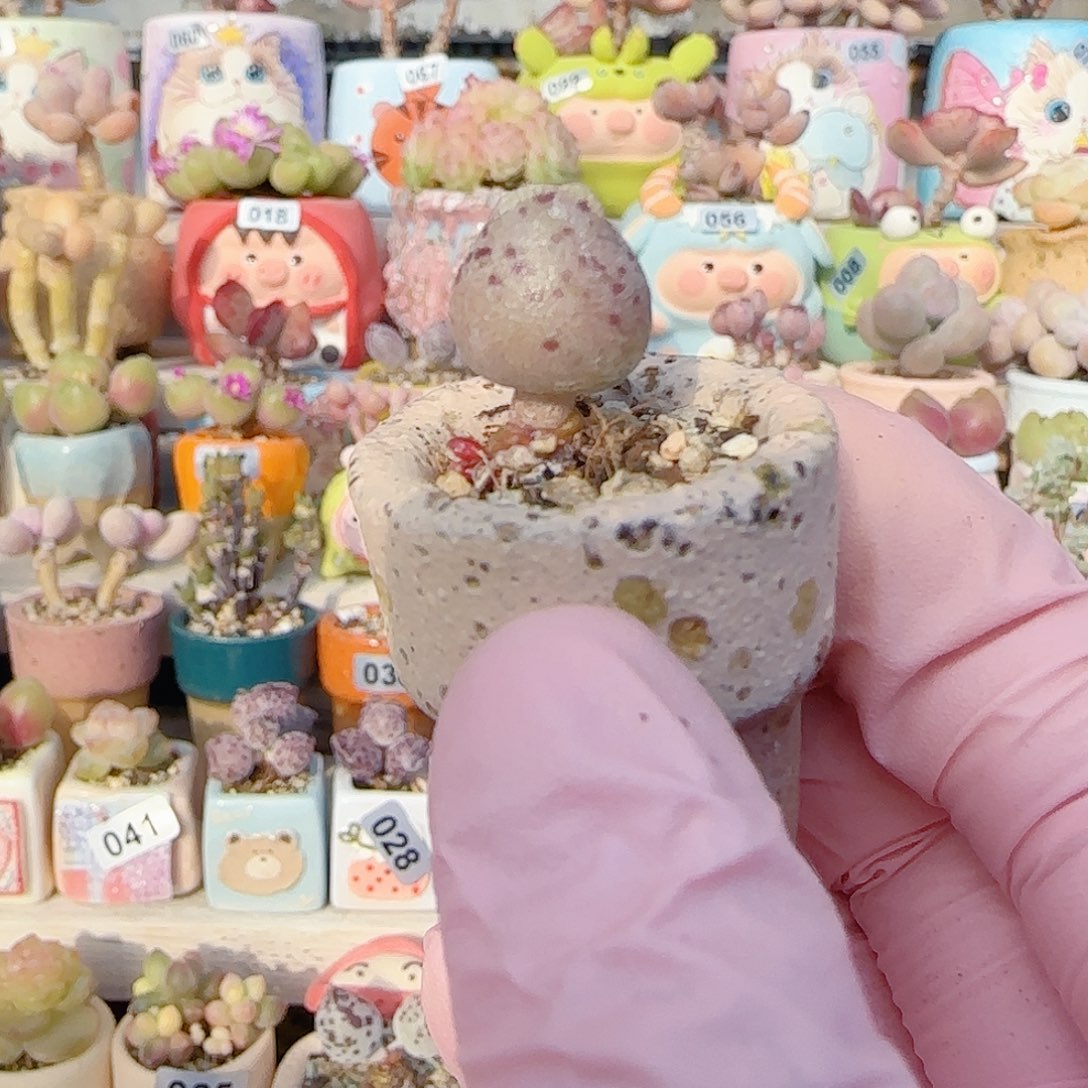 弦***语圆滚滚粉丸海豹 盆口2.5cm