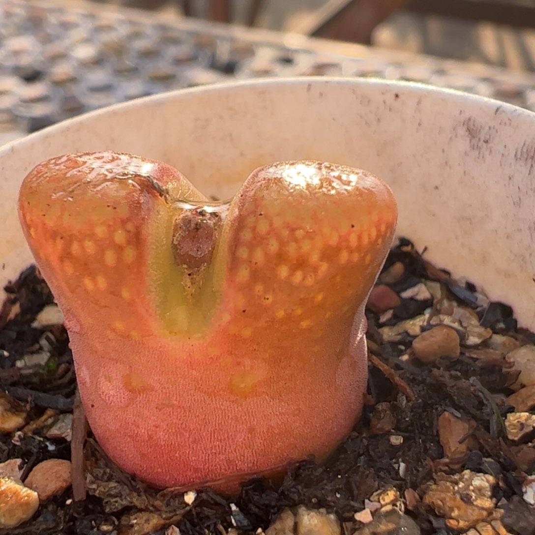 红宝石多肉植物百科