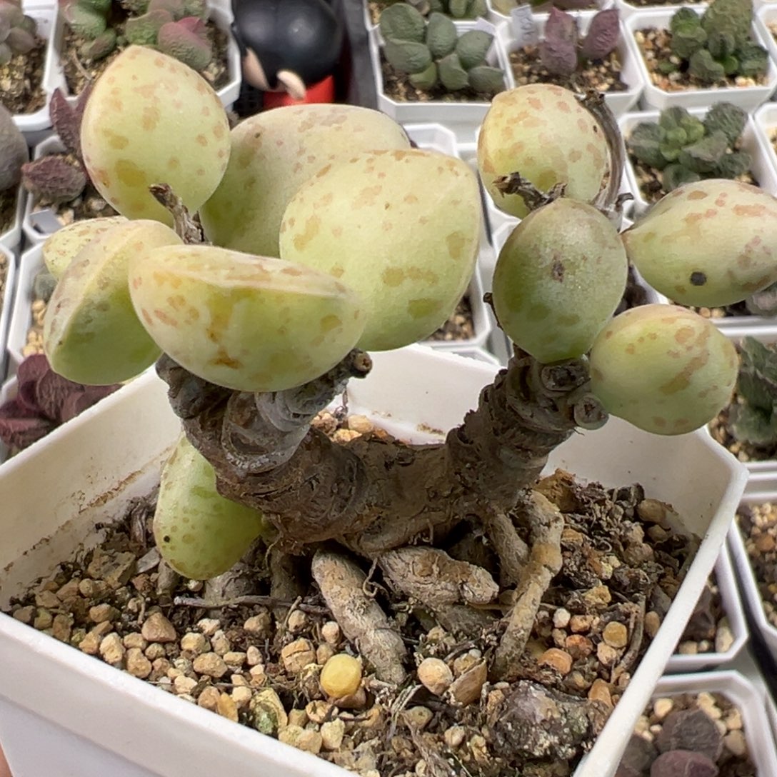 花蛋季节性锦多头纯木质桩多肉植物水泡